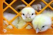 انجام بیش از یک میلیون قطعه جوجه‌ریزی در واحدهای مرغداری شهرستان